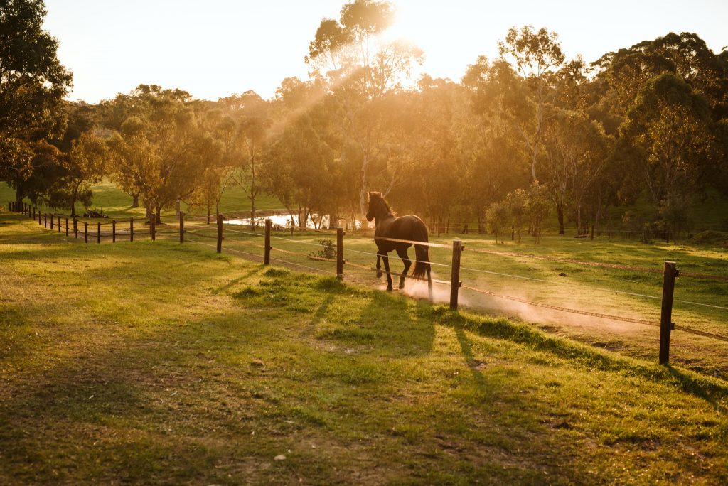 Brin Farm Styled Photo Shoot, Adelaide Hills, Private Horse Stud, Weddings and Events
