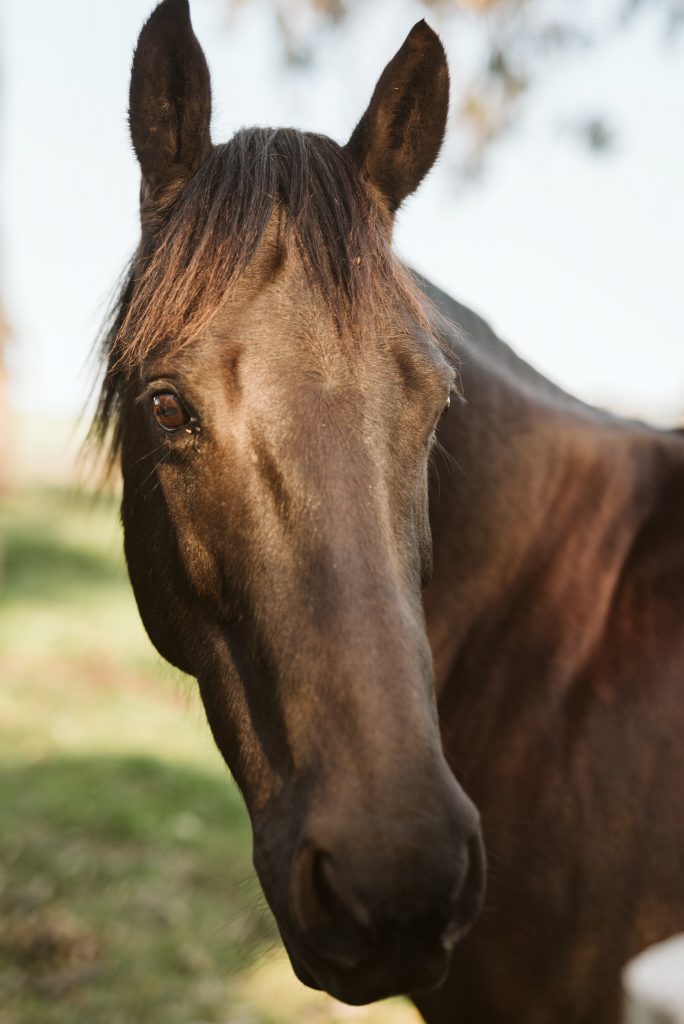 Brin Farm Styled Photo Shoot, Adelaide Hills, Private Horse Stud, Weddings and Events