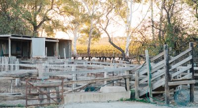 Penny's Hill, McLaren Vale Winery Wedding Venue. Full service space offering rustic charm, modern elegance and many different venues on the historic property.