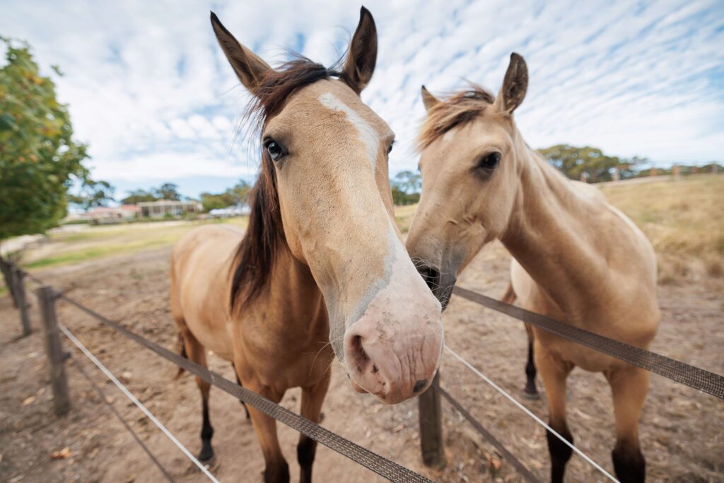 Secret Horse Stud, Brin Farm, Wedding Venue located just around the corner from Clarendon, Kuitpo Forest and Kangarilla offering flexible spaces, BYO alcohol, catering and suppliers.