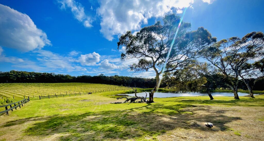 Germeinium Estate is a truly unique 80-acre estate set against the breathtaking backdrop of towering forest, rolling vineyards and tranquil lakes and is now available to couples as a wedding venue.